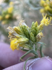 Chrysothamnus viscidiflorus viscidiflorus