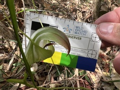 Pterostylis baptistii