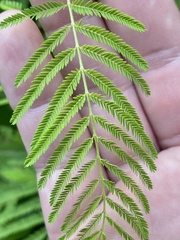 Desmanthus illinoensis