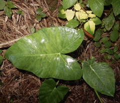 Xanthosoma sagittifolium