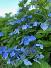Hydrangea
