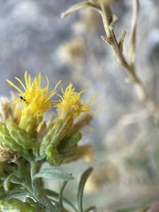 Chrysothamnus viscidiflorus viscidiflorus