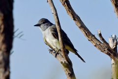 Myiarchus cinerascens