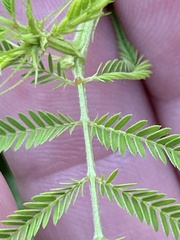 Desmanthus illinoensis