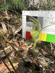 Pterostylis baptistii