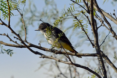 Myiarchus cinerascens