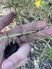 Chrysothamnus viscidiflorus viscidiflorus