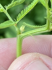 Desmanthus illinoensis