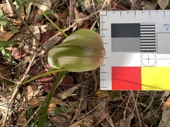 Pterostylis baptistii