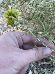 Chrysothamnus viscidiflorus viscidiflorus