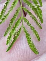 Desmanthus illinoensis