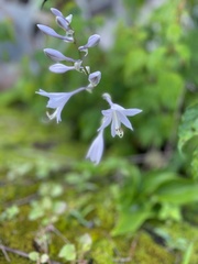 Hosta