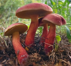 Boletus miniatopallescens
