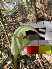 Pterostylis baptistii