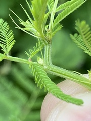 Desmanthus illinoensis