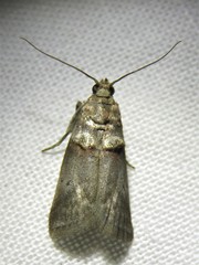 Acrobasis texana