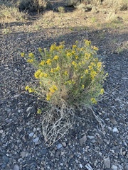 Chrysothamnus viscidiflorus viscidiflorus