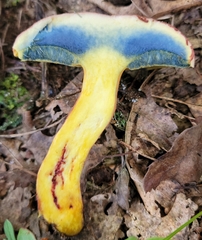 Boletus miniatopallescens