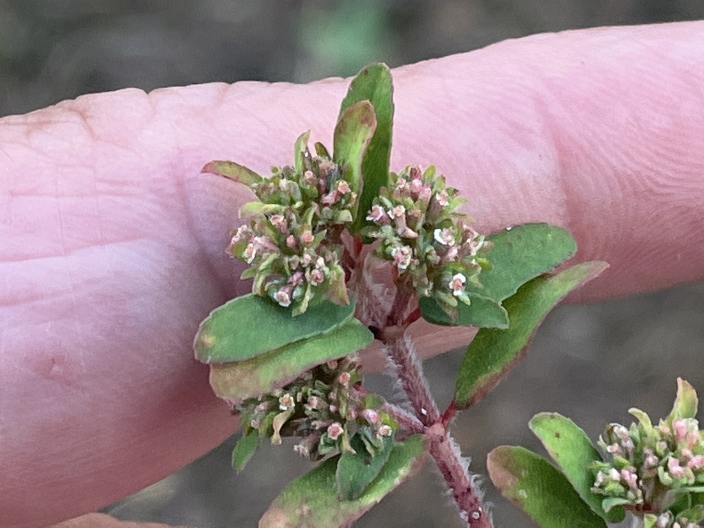 spurges from I65 S, Horse Cave, KY, US on September 05, 2022 at 0611