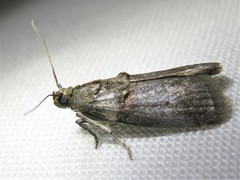 Acrobasis texana