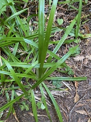 Carex hendersonii
