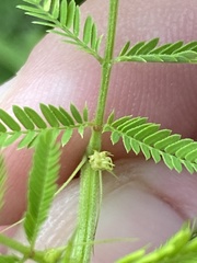Desmanthus illinoensis