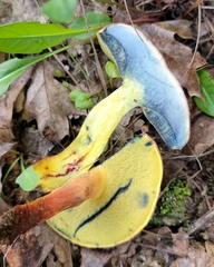 Boletus miniatopallescens