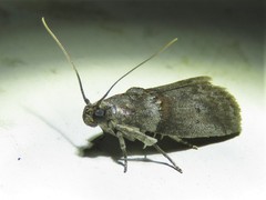 Acrobasis texana