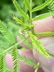 Desmanthus illinoensis