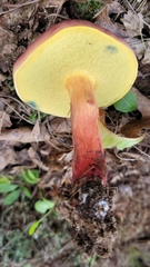 Boletus miniatopallescens