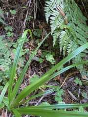 Carex hendersonii