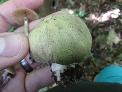 Tricholoma subsejunctum