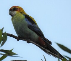 Platycercus eximius x adscitus