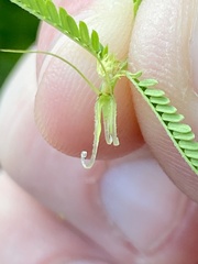 Desmanthus illinoensis