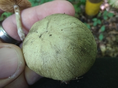 Tricholoma subsejunctum