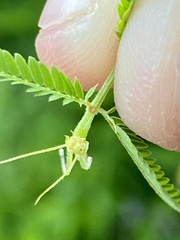 Desmanthus illinoensis