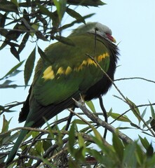 Ptilinopus magnificus