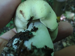 Tricholoma subsejunctum