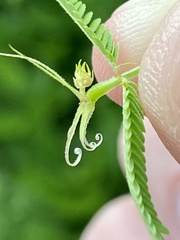 Desmanthus illinoensis