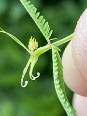 Desmanthus illinoensis