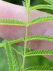 Desmanthus illinoensis