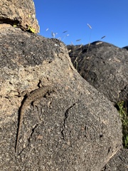 Sceloporus tristichus