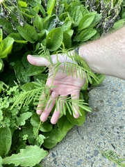 Desmanthus illinoensis