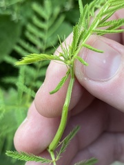 Desmanthus illinoensis