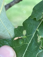 Andricus chinquapin