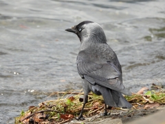 Corvus monedula