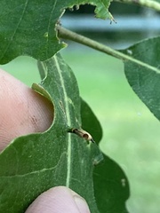 Andricus chinquapin