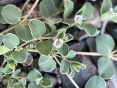Euphorbia albomarginata