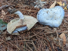 Lactarius indigo
