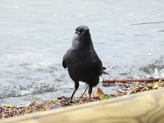 Corvus monedula